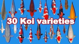 30 Koi Fish varieties, types and characteristics