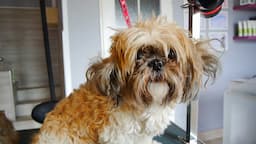 Neglected Shih Tzu - hasn't been groomed for a long time