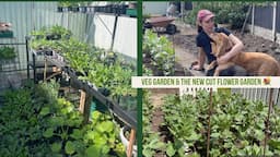 Vegetable garden and starting a cut flower garden