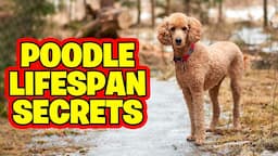 Poodle Lifespan Secrets -Expert Tips for a Longer, Happier Life