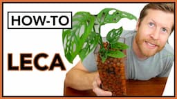 LECA Basics for Beginners / LECA 101 Semi Hydroponics | How To Ep 25