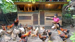 Ana's completed the 3-in-1 chicken coop idea - overcoming sick chickens and ducks in heavy rain