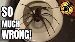 10 Largest Spiders in the World - REACTION