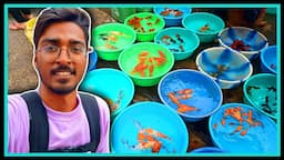 🤑🤑 Spend Rs 25,000 in Gallif Street Pet Market 🤑🤑 To Buy Monster Fish and Exotic Pets