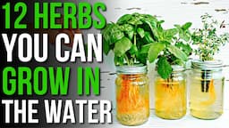 12 Herbs You Can Grow in Water! | How to Grow Herbs in Water