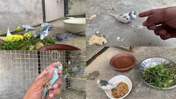 Sunday Colony Cleaning And Releasing tame Budgies baby Aviary full time with Birds 💕💕💕