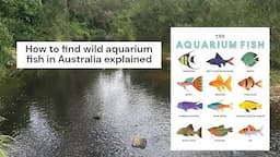 *EXPLAINED* How to find wild aquarium fish in Australia