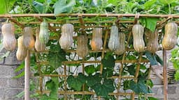 Never before has it been so easy to grow bottle gourds and produce so many fruits