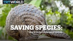 SAVING SPECIES: How to protect endangered animals