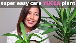 Tips for easy care Yucca plant | How to propagate Yucca plant