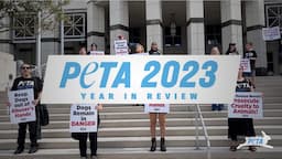 See How PETA Made 2023 a Historic Year for Animal Rights!