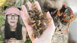 SWARMS of CICADAS are EMERGING! How to pin insects & MORE - City Museum