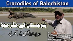 Crocodiles of Pakistan | Crocodiles of the Balochistan | Balochistan key Magarmach