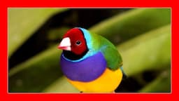 PAJAROS EXOTICOS DOMÉSTICOS que PUEDES TENER como MASCOTA | Los pájaros diamantes