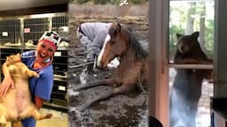 Amazing Animal Rescues, Animal Friends, and...Chonks