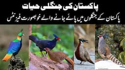 Wild Pheasants of Pakistan | Koklass | Monal | Kalij | Cheer | Tragopan | Wildlife of Pakistan