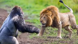 Craziest Animal Fights Of ALL TIME...