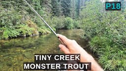 TINY creek is full of MONSTER trout - a creek this small should not have this many BIG fish! p18