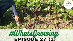 EP 27 Part 1 | #WhatsGrowing in the Zone 1 Wi-Fi Permaculture Garden [Dec 2022]