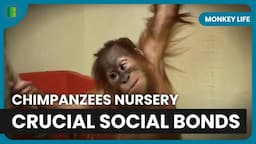 Orangutan Night Adventure - Monkey Life - Documentary