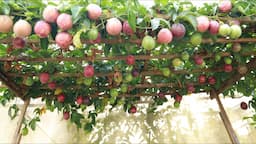 Growing passion fruit at home is not difficult if you watch this video