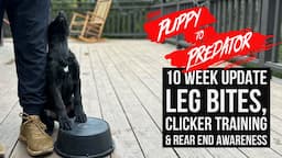 10 WEEK OLD PROTECTION PUPPIES!!! INTRO TO LEG BITES, THE CLICKER & REAR END AWARENESS!!