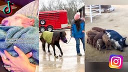 Incredible Animal Rescue Stories | The Gentle Barn TikTok and Instagram Compilation