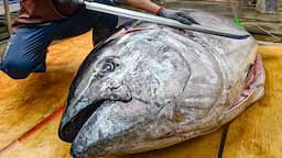 $10,000+ Fish! Satisfying Giant Bluefin Tuna Cutting Skills, Luxurious Sashimi / 黑鮪魚切割技巧, 金三角生魚片