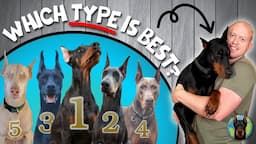 The Best Type of Doberman to Get (Your Perfect Match)