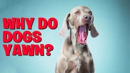 Why Do Dogs Yawn-Decoding the Mystery Behind Their Endless Yawns