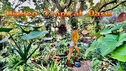 BACKYARD GARDEN| Old man TRANSFORMS yard into TROPICAL OASIS | HIDDEN in the woods| Tropical BIRDS