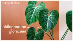 Philodendron Gloriosum Care -  Popular Houseplant 2022 | Growth and Propagation | #2