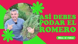 ¡Cómo podar romero! (Guía práctica)