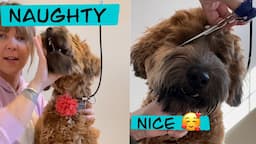 How to hold your dogs face for grooming | Mabel the Whoodle | Grooming Mabel