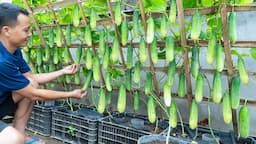 Surely you don't know how to grow these cucumbers, each plant yields 10kg