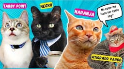 Cómo son los GATOS según su COLOR: Naranjas, Grises, Negros 🐈 Pte #1 Mega Recopilacion