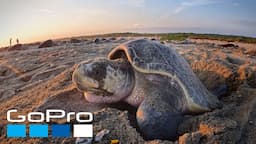 GoPro Cause: Protecting Millions of Sea Turtles with WILDCOAST | Kindhumans