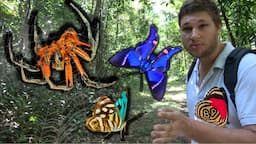 CRAZY SPIDERS & Rainforest Insects! / REGUA Brazil Rainforest Entomology