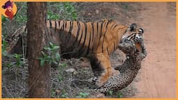 14 Incredible Tiger Battles Caught On Film