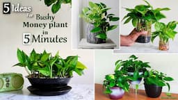 5 Easy Ideas to Grow Bushy Money plant in 5Minutes-Money plant Indoor Decoration Ideas//GREEN PLANTS