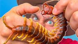 BITTEN by a Giant Asian Centipede!