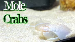 Keeping SAND FLEAS As Pets (My Mole Crab Aquarium) - A1A Adventures