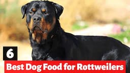 6 Best Dog Foods for Rottweilers | Which one is for you?