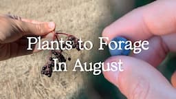 Late Summer Foraging UK - 3 Plants to forage in August