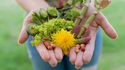 Spring Foraging - My Favourite Wild Edibles of the Nordic spring + Simple WILD FOOD RECIPES