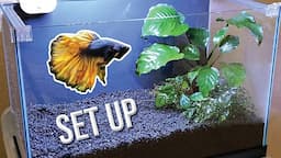 How I Set Up a Planted Betta Tank (Detailed Version)