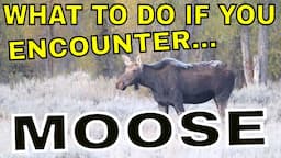 WHAT TO DO IF YOU ENCOUNTER A MOOSE!!!