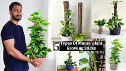 5 Types Money Plant Growing Sticks or Plants Support sticks Making at Home//GREEN PLANTS