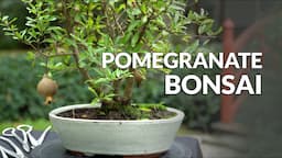 Making a Pomegranate Bonsai tree