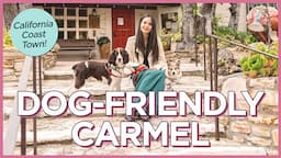 How To Spend a Day With Your Dog in Carmel, California - the Most Pet-Friendly Town in the U.S.A.